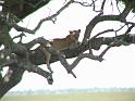 Just lion in a tree